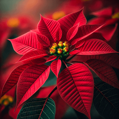 A vibrant red poinsettia plant (Euphorbia pulcherrima) in full bloom. The image highlights the plant's striking red bracts, which are often mistaken for petals, surrounding a cluster of small yellow flowers (cyathia) at the center. The deep green foliage contrasts beautifully with the red bracts, making it a popular decorative plant during the holiday season. Poinsettias are associated with Christmas festivities and are known for their colorful, festive appearance, though they are mildly irritating if ingested. The plant is set against a softly blurred background, drawing focus to its vivid, festive charm