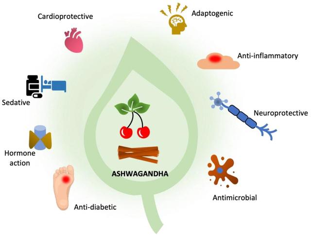 Infographic showing Ashwagandha health benefits including cardioprotective, adaptogenic, anti-inflammatory, neuroprotective, antimicrobial, anti-diabetic, hormone regulation, sedative effects