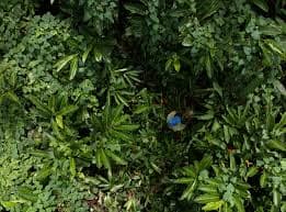Nature's Poisons, which are our Medicine