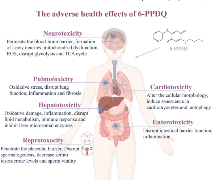 Silent Killer in Our Waters: The Hidden Danger of 6PPD-Quinone