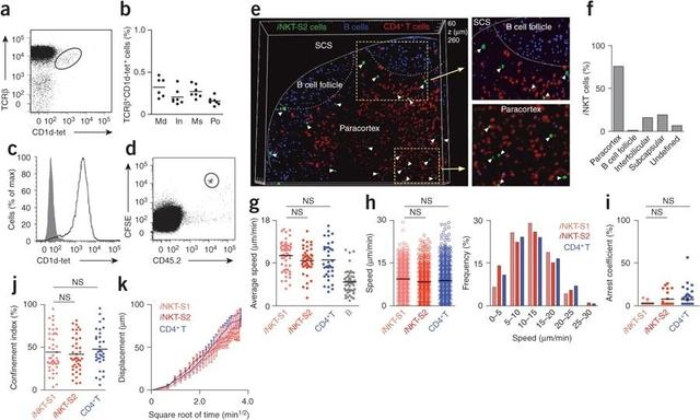 Multipanel immunology figure showing flow cytometry plots, lymph node imaging, and motility graphs of invariant NKT (iNKT) cells interacting with CD169⁺ macrophages in the paracortex, illustrating lymph node localization, speed, confinement, and arrest behavior during early antigen-driven activation.