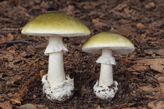 Amanita phalloides (death cap) mushrooms with olive-green caps, white gills, stem ring (annulus), and bulbous volva at the base, growing on a forest floor; classic identification features of the world’s deadliest poisonous mushroom.