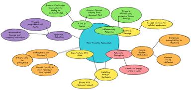 Mindmap of Ricin toxicity mechanisms, including inhibition of protein synthesis, A and B chain actions, endocytosis, apoptosis induction, metabolic disruption, membrane damage, inflammatory response, and immune system modulation