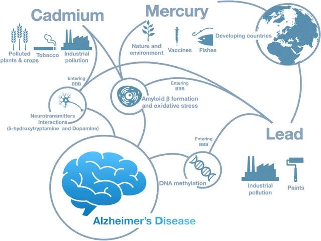 Diagram illustrating the potential link between heavy metals and Alzheimer's disease, showing sources of cadmium (polluted plants, tobacco, industrial pollution), mercury (nature and environment, vaccines, fishes, developing countries), and lead (industrial pollution, paints), and their pathways into the brain, leading to amyloid β formation, oxidative stress, neurotransmitter interactions, and DNA methylation.