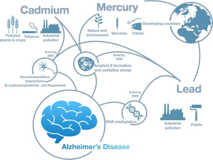 Diagram illustrating the potential link between heavy metals and Alzheimer's disease, showing sources of cadmium (polluted plants, tobacco, industrial pollution), mercury (nature and environment, vaccines, fishes, developing countries), and lead (industrial pollution, paints), and their pathways into the brain, leading to amyloid β formation, oxidative stress, neurotransmitter interactions, and DNA methylation.