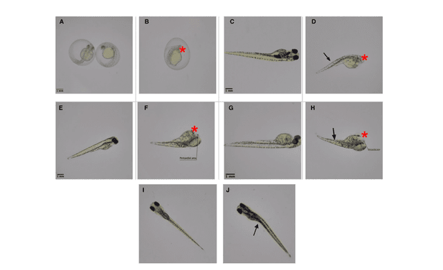 Whole body images of Control and plasticizer mixture (PM) embryos (n = 30) at 24, 48, 72, 96, and 120 hpf. 
