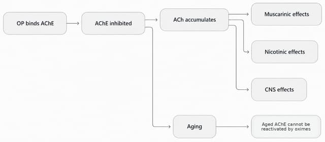 Organophosphate acetylcholinesterase inhibition, acetylcholine accumulation, cholinergic effects, and enzyme aging