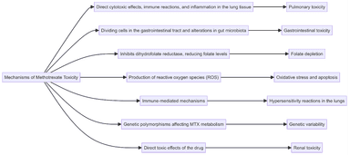 Mechanisms of Methotrexate Toxicity diagram illustrating the pathways of pulmonary toxicity, gastrointestinal toxicity, folate depletion, oxidative stress and apoptosis, hypersensitivity reactions in the lungs, genetic variability, and renal toxicity caused by methotrexate.